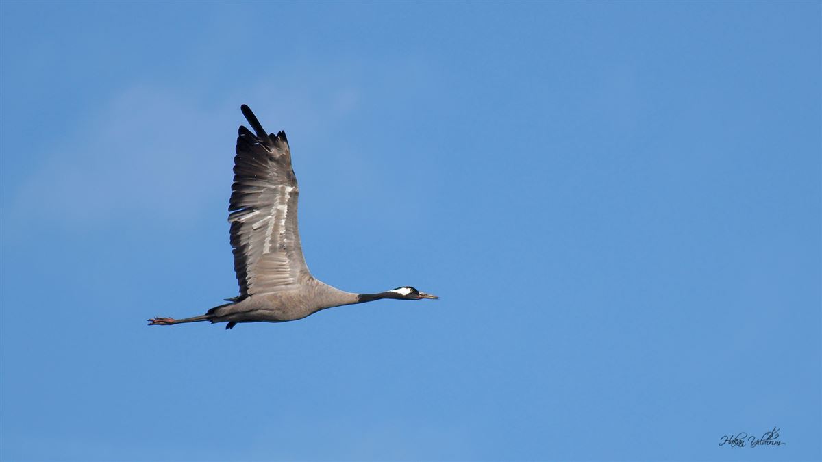 Common Crane