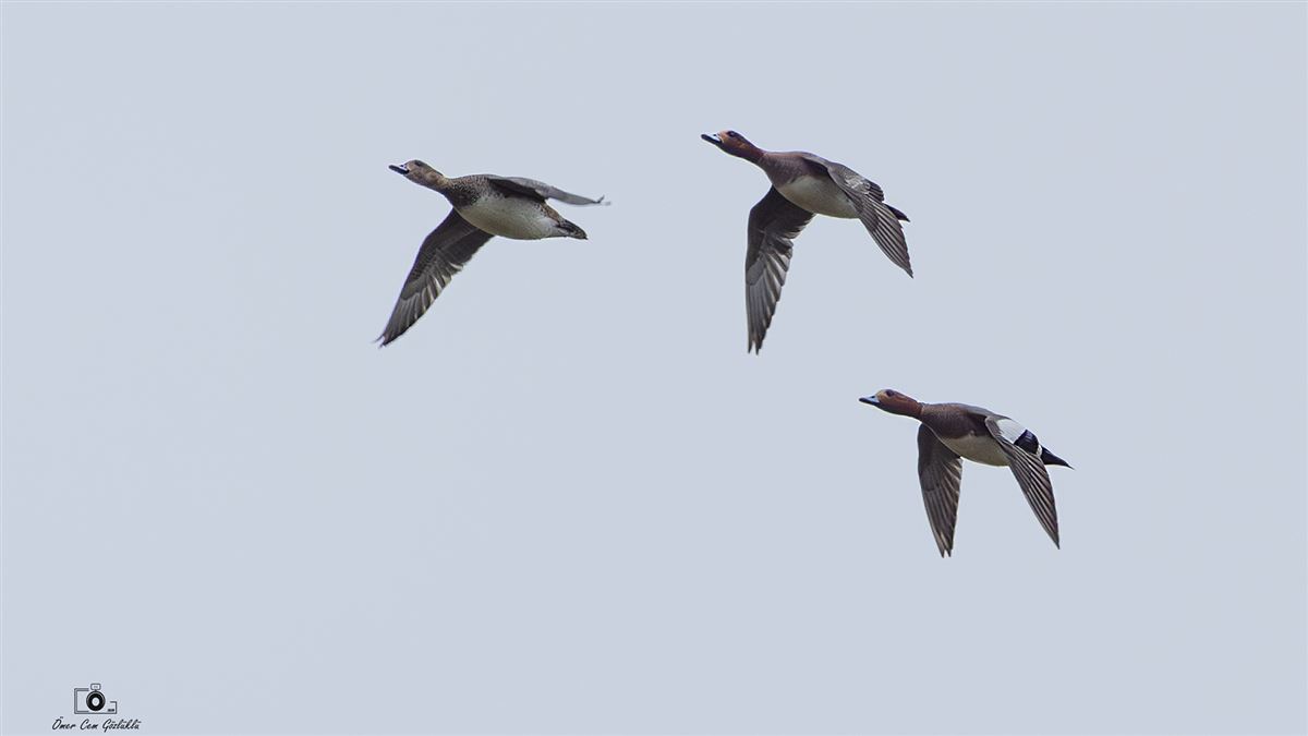 Eurasian Wigeon
