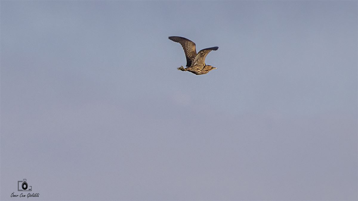 Eurasian Bittern