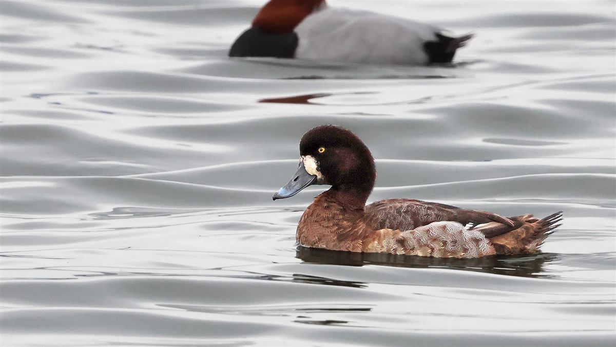 Greater Scaup