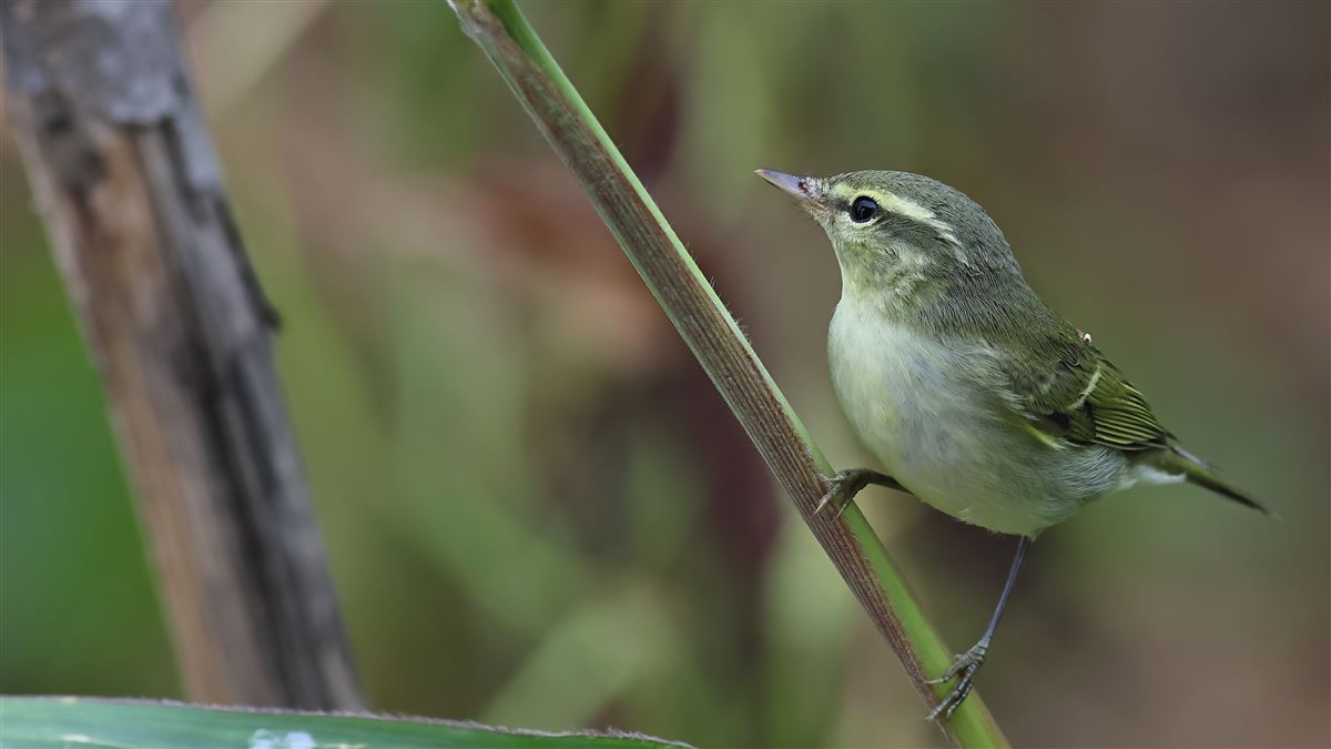 Green Warbler