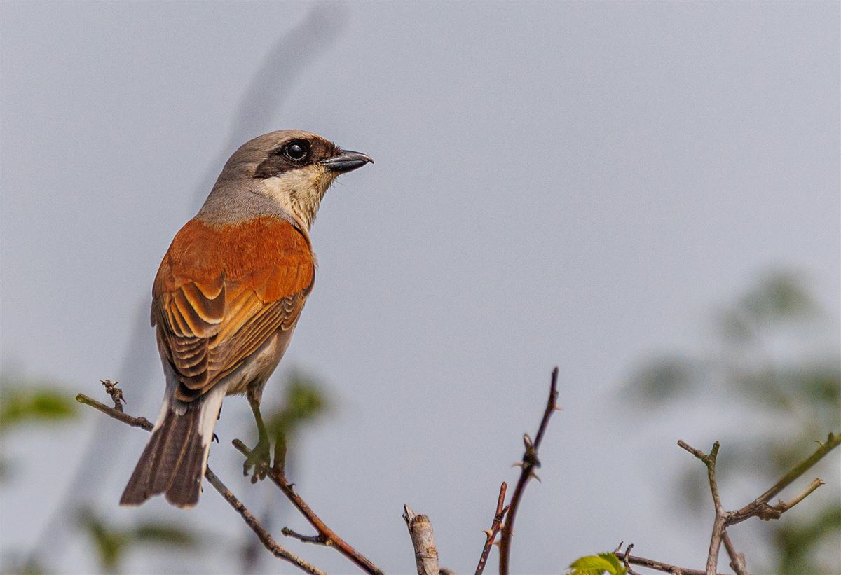 Red-backed Shrike