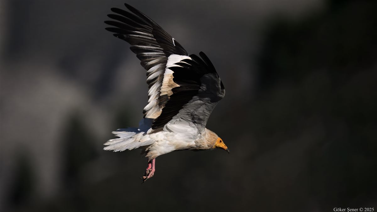 Egyptian Vulture