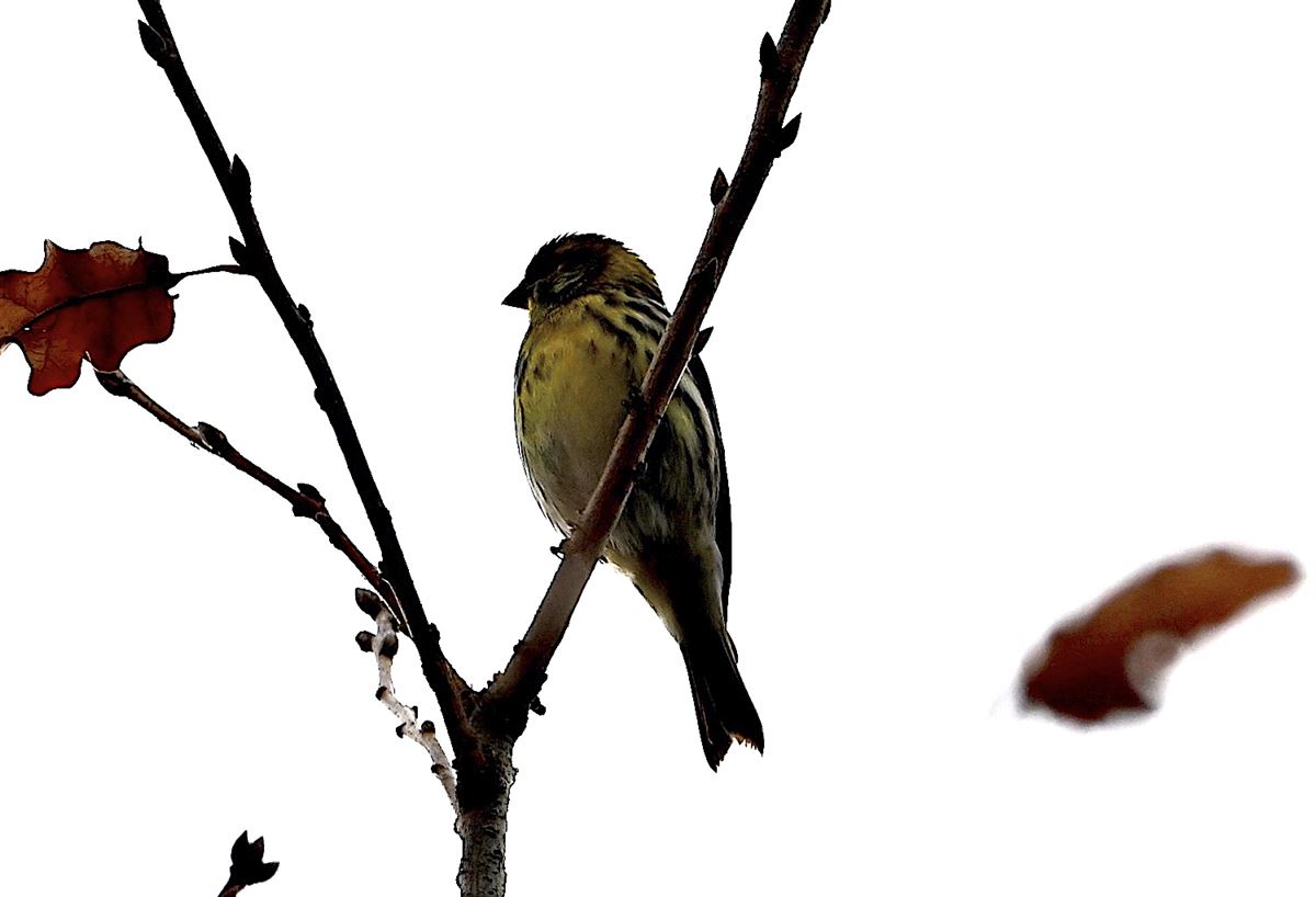 European Serin