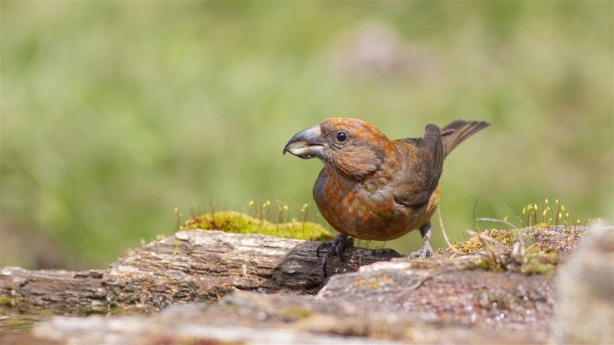 Red Crossbill