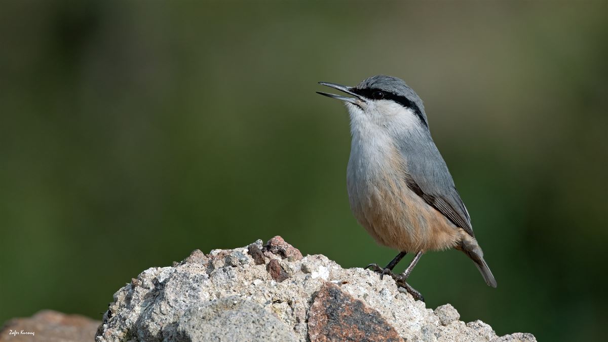 Western Rock Nuthatch