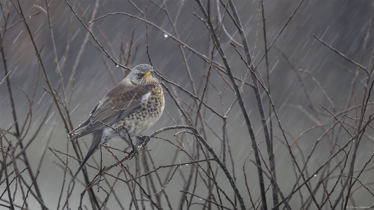 Fieldfare