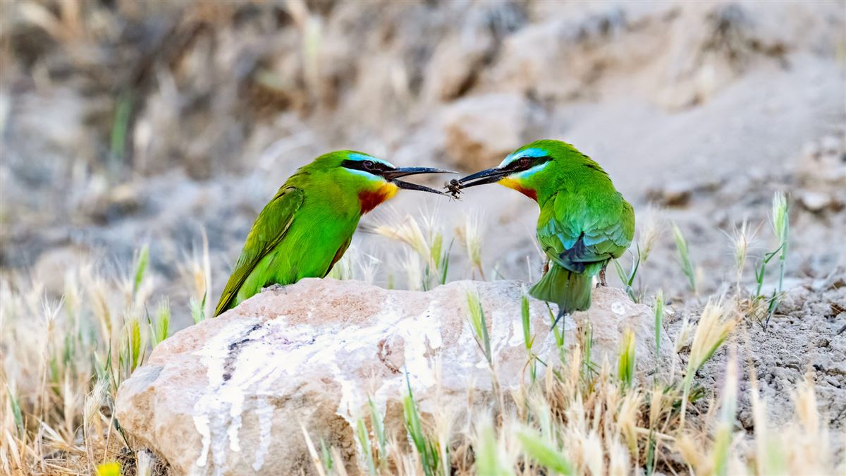 Blue-cheeked Bee-eater