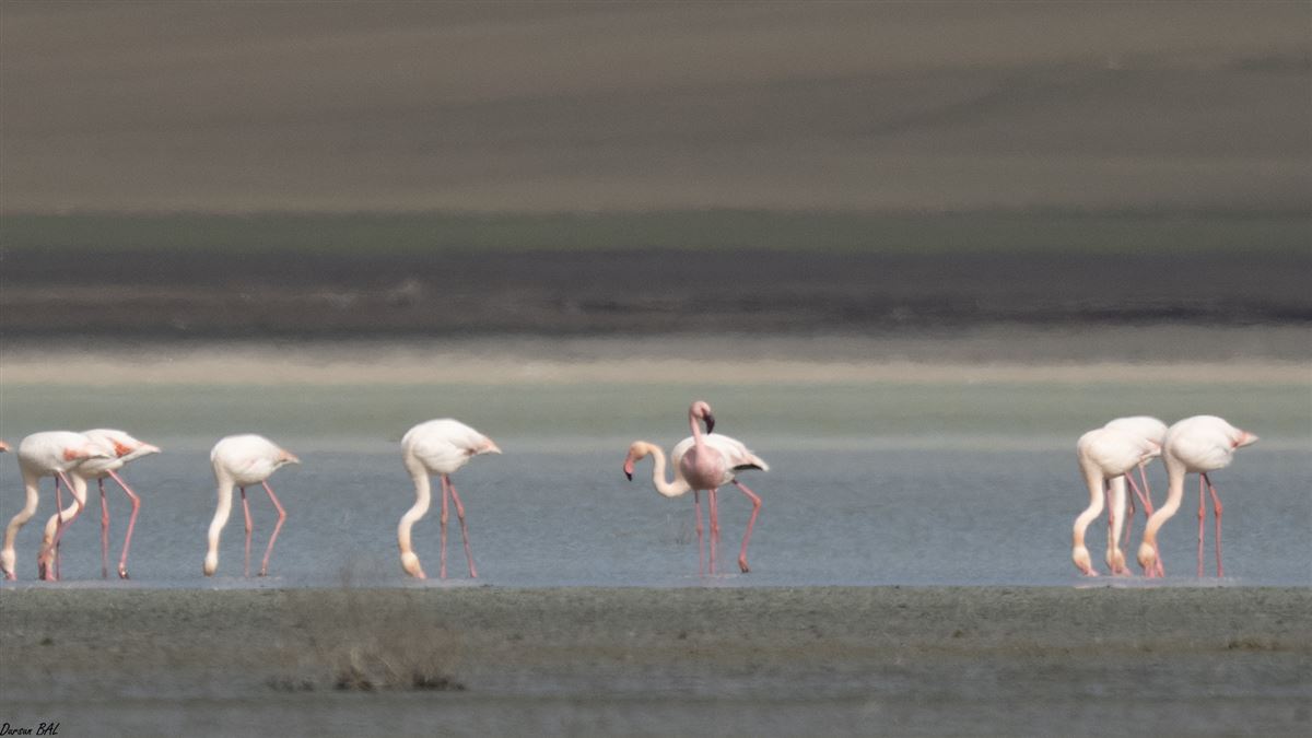 Küçük flamingo