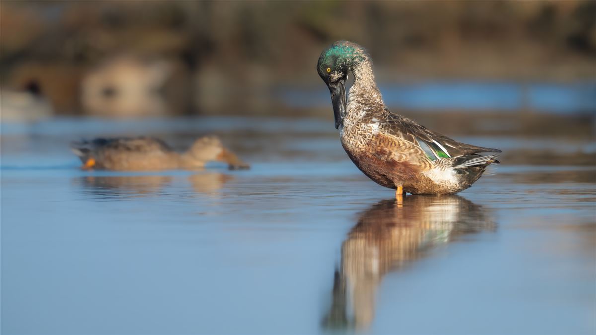 Northern Shoveler