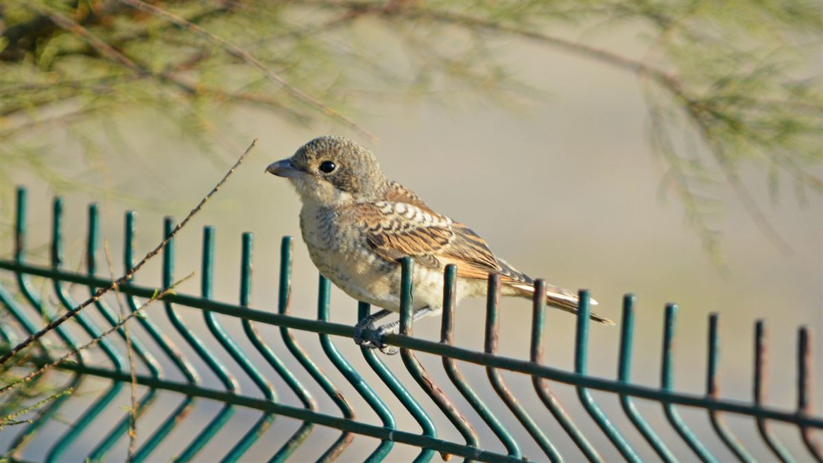 Woodchat Shrike
