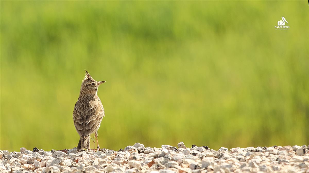 Crested Lark