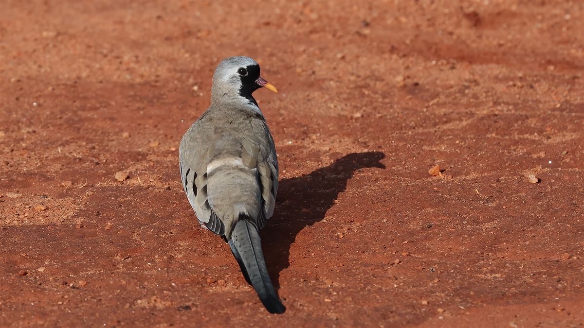 Namaqua Dove