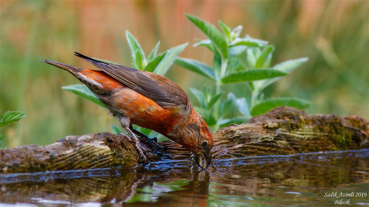 Red Crossbill