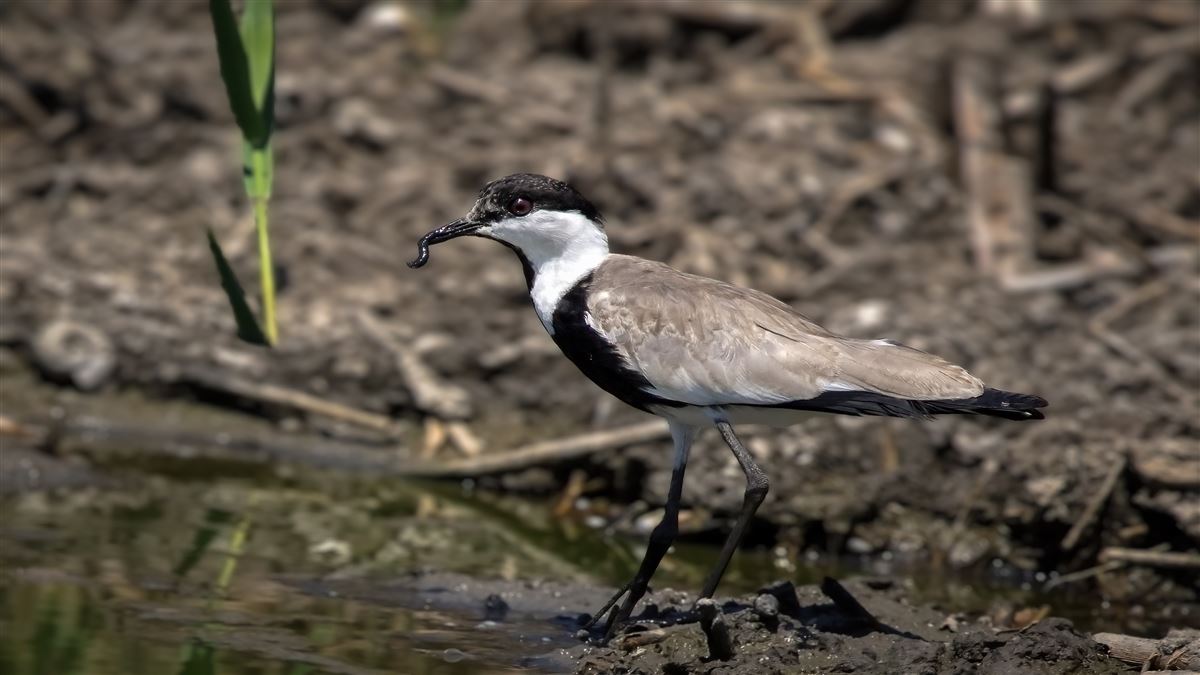 Spur-winged Lapwing