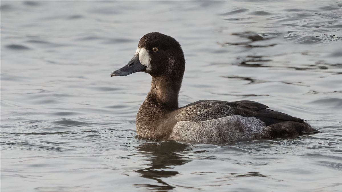 Greater Scaup