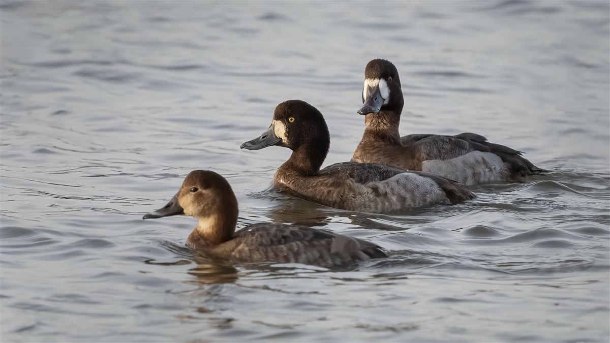 Greater Scaup