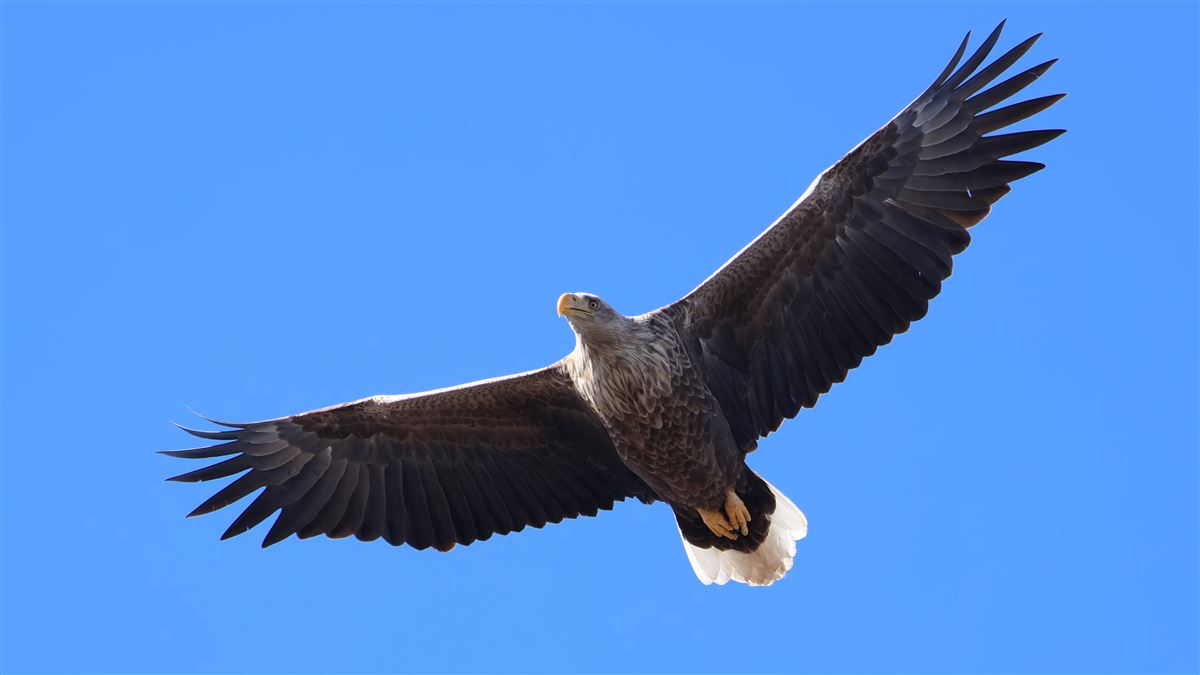 White-tailed Eagle