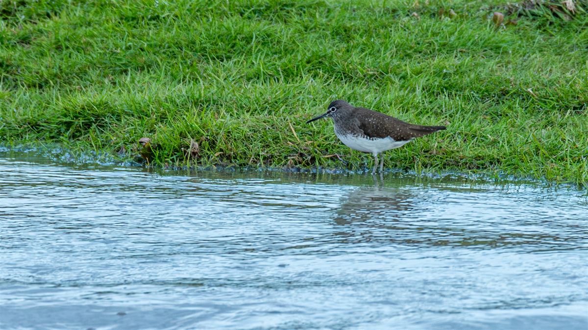 Green Sandpiper