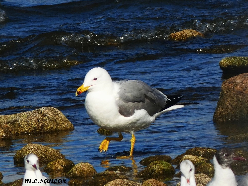 Armenian Gull