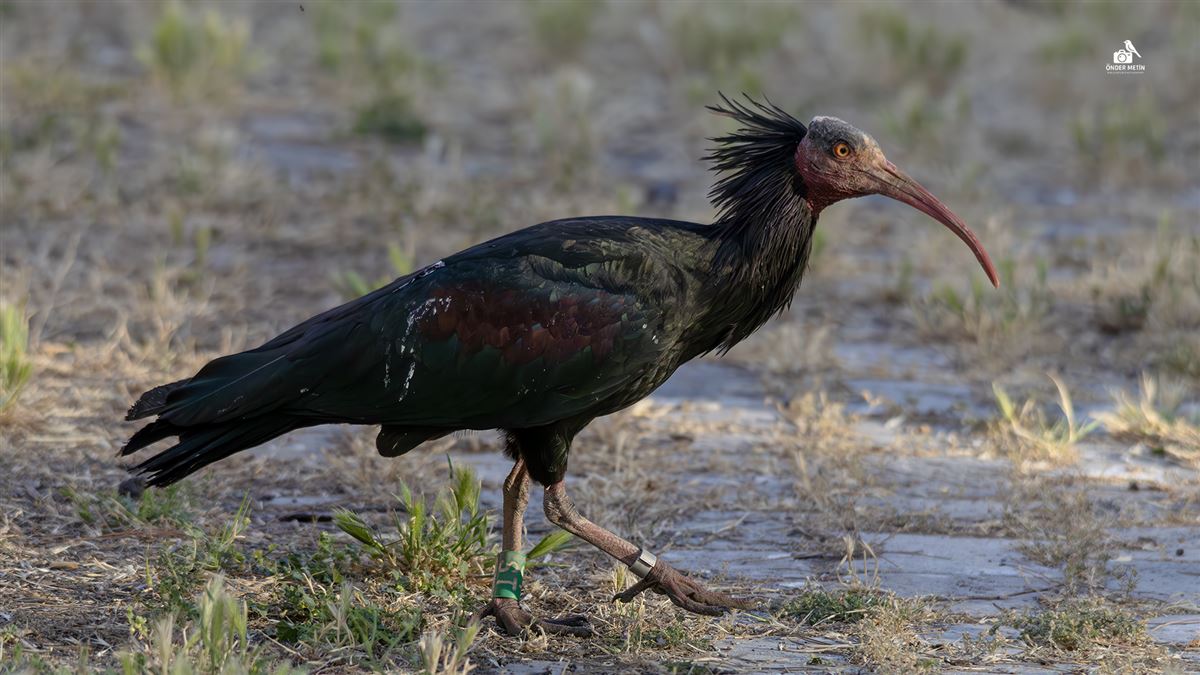 Northern Bald Ibis