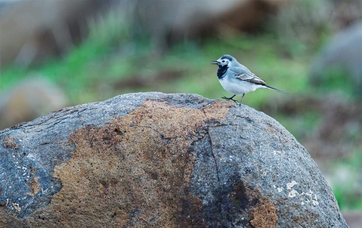 White Wagtail