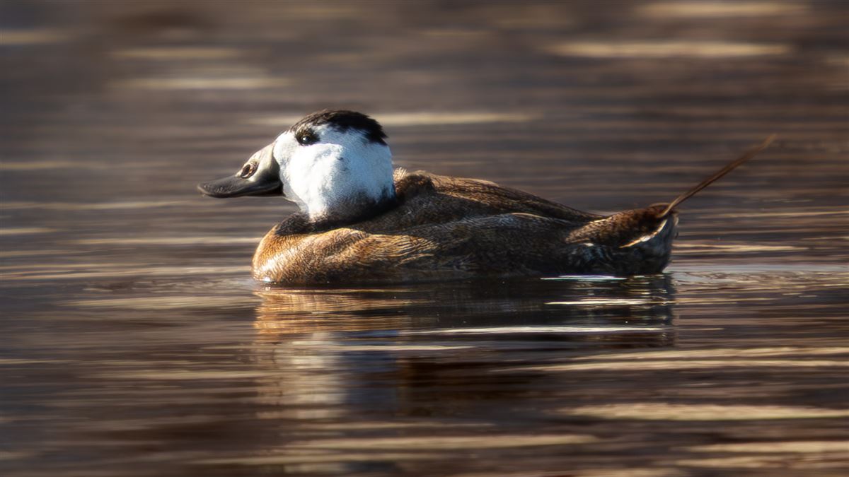 White-headed Duck