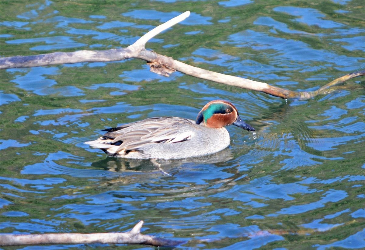 Eurasian Teal