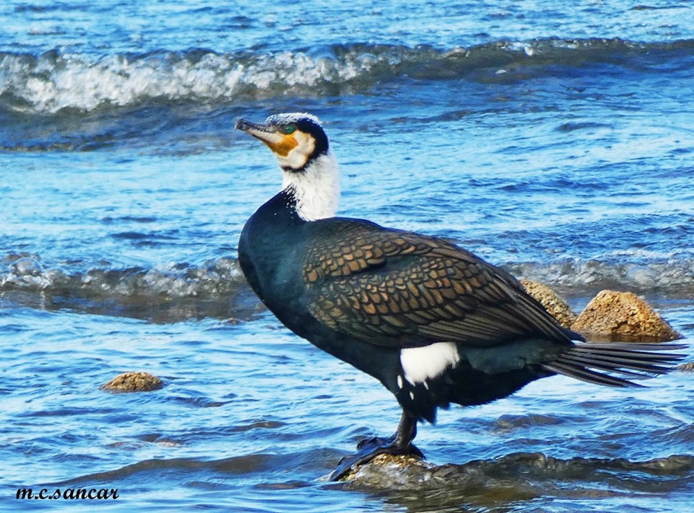 Great Cormorant