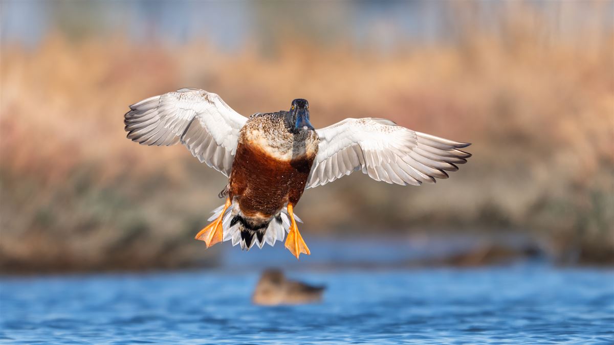 Northern Shoveler