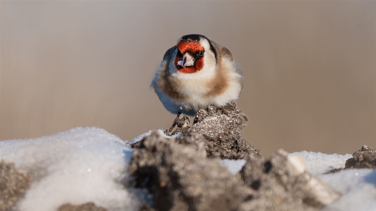 European Goldfinch