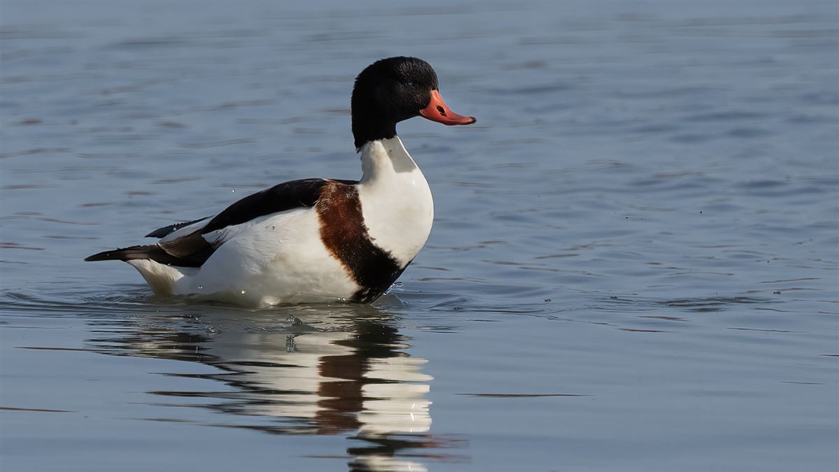 Common Shelduck