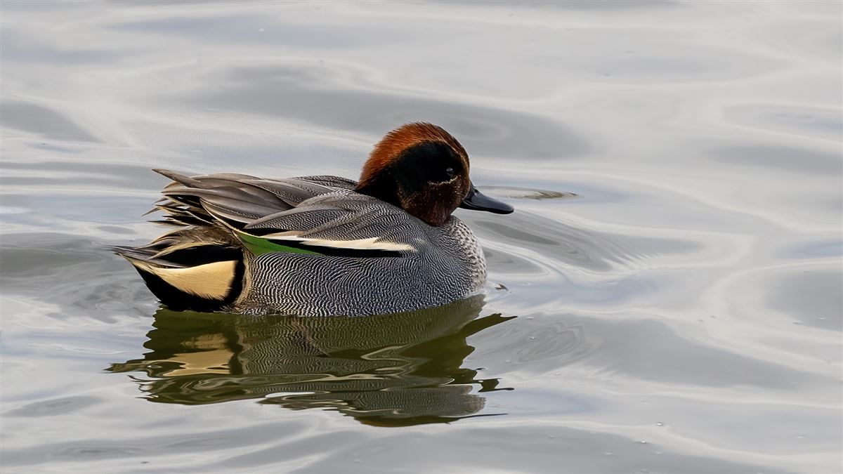 Eurasian Teal
