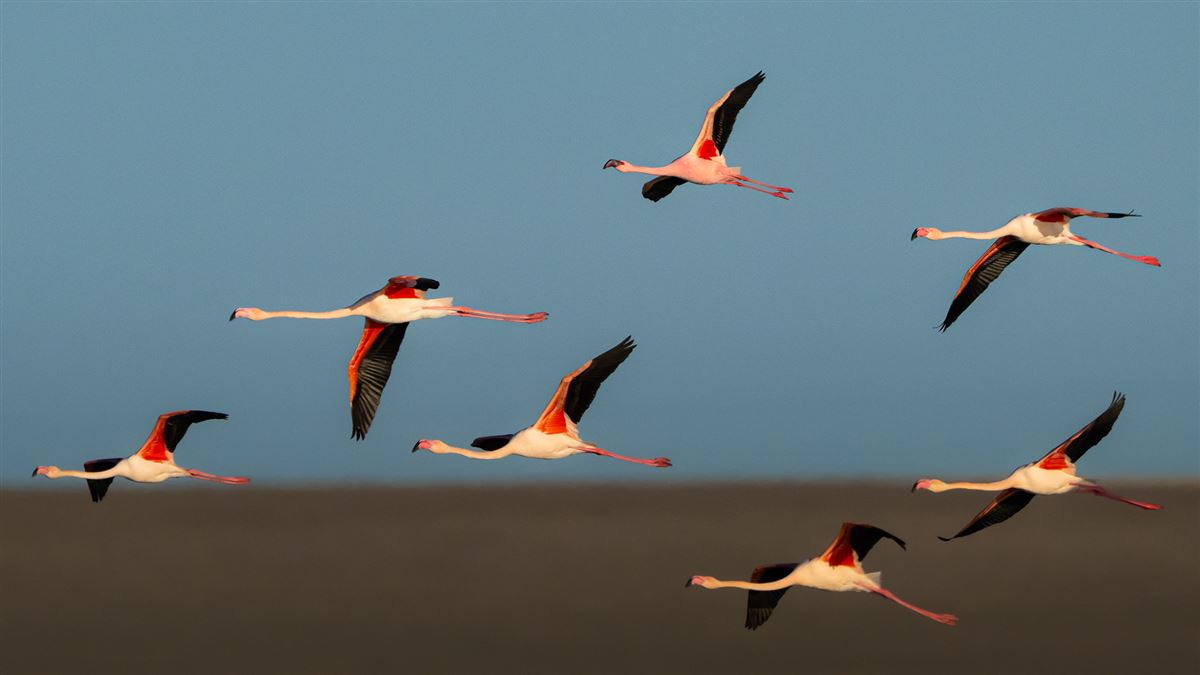 Küçük flamingo