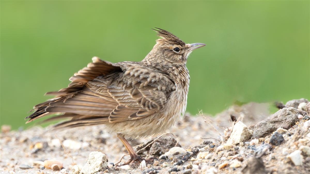 Crested Lark