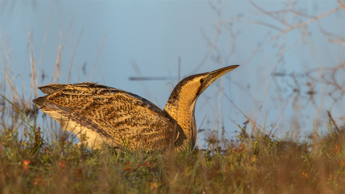 Eurasian Bittern
