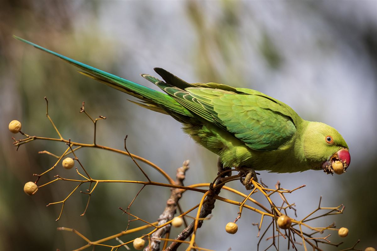 Rose-ringed Parakeet