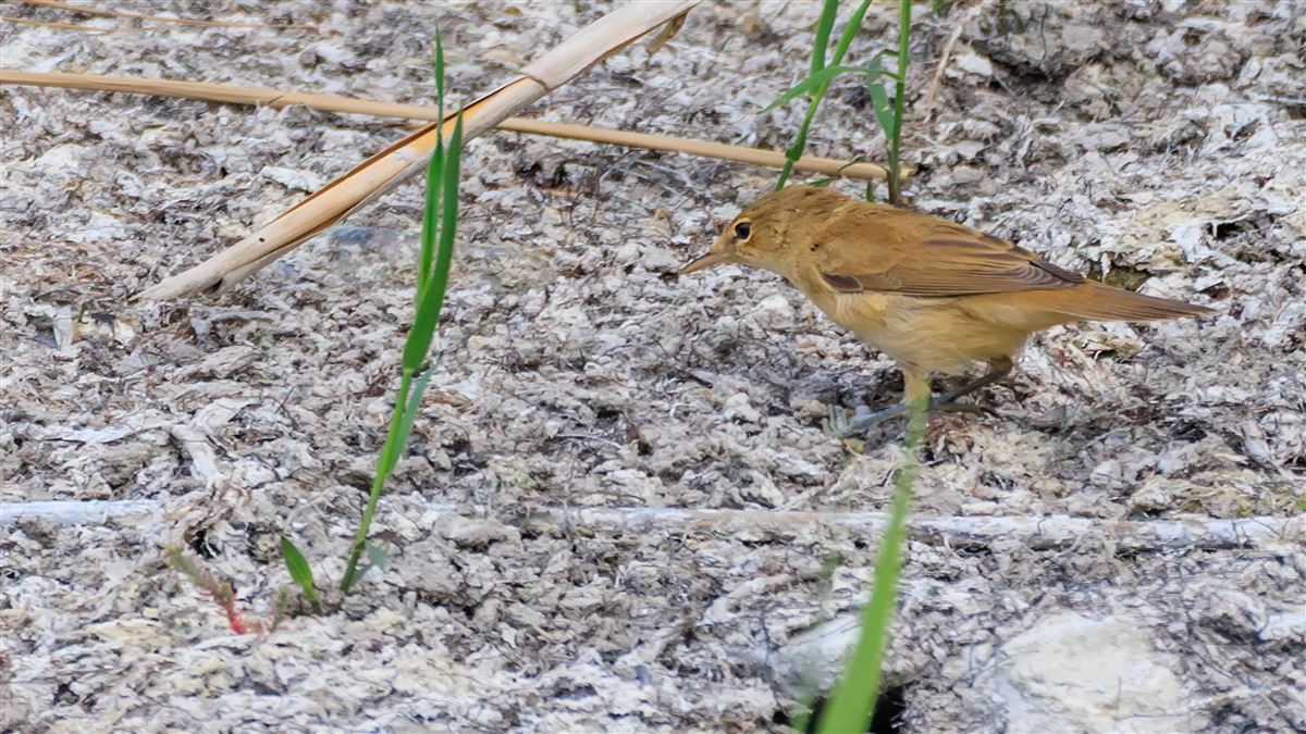 Common Reed Warbler