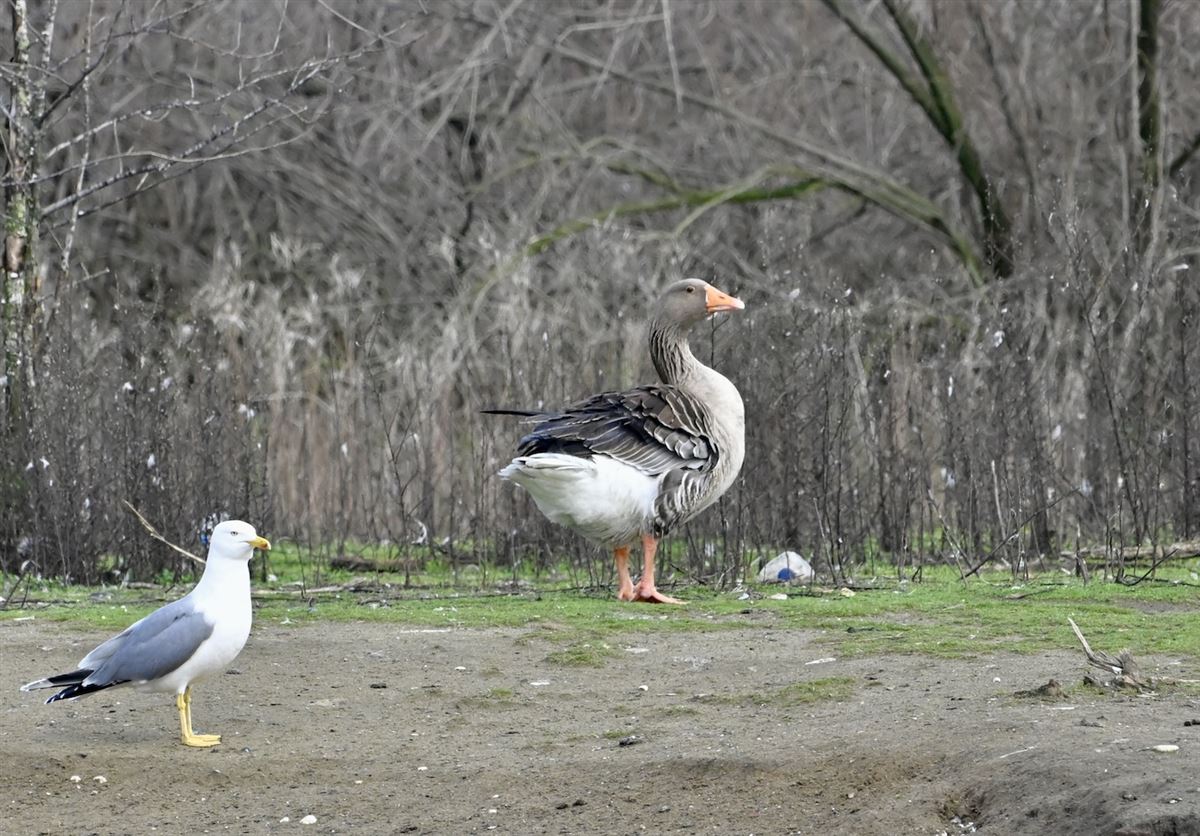 Greylag Goose