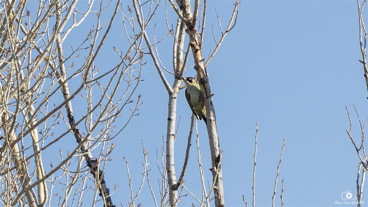 European Green Woodpecker