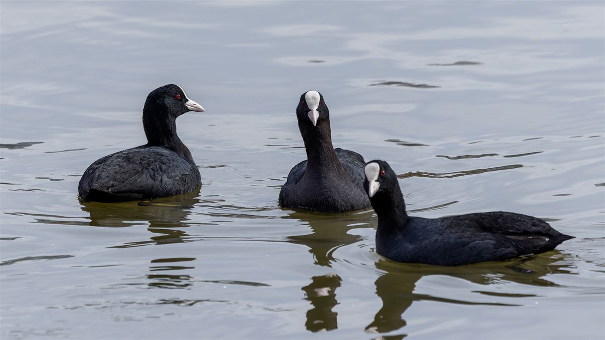 Eurasian Coot