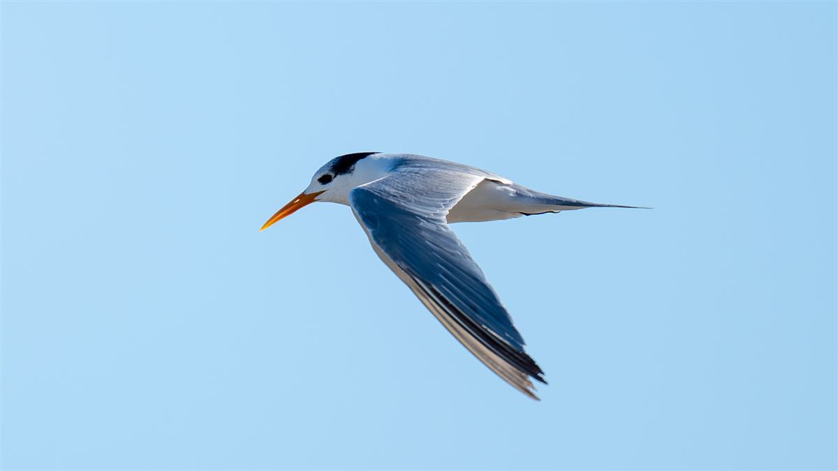 Lesser Crested Tern