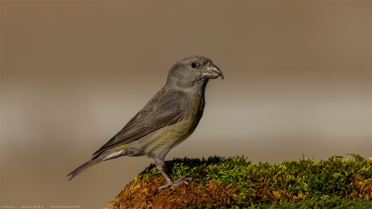 Red Crossbill