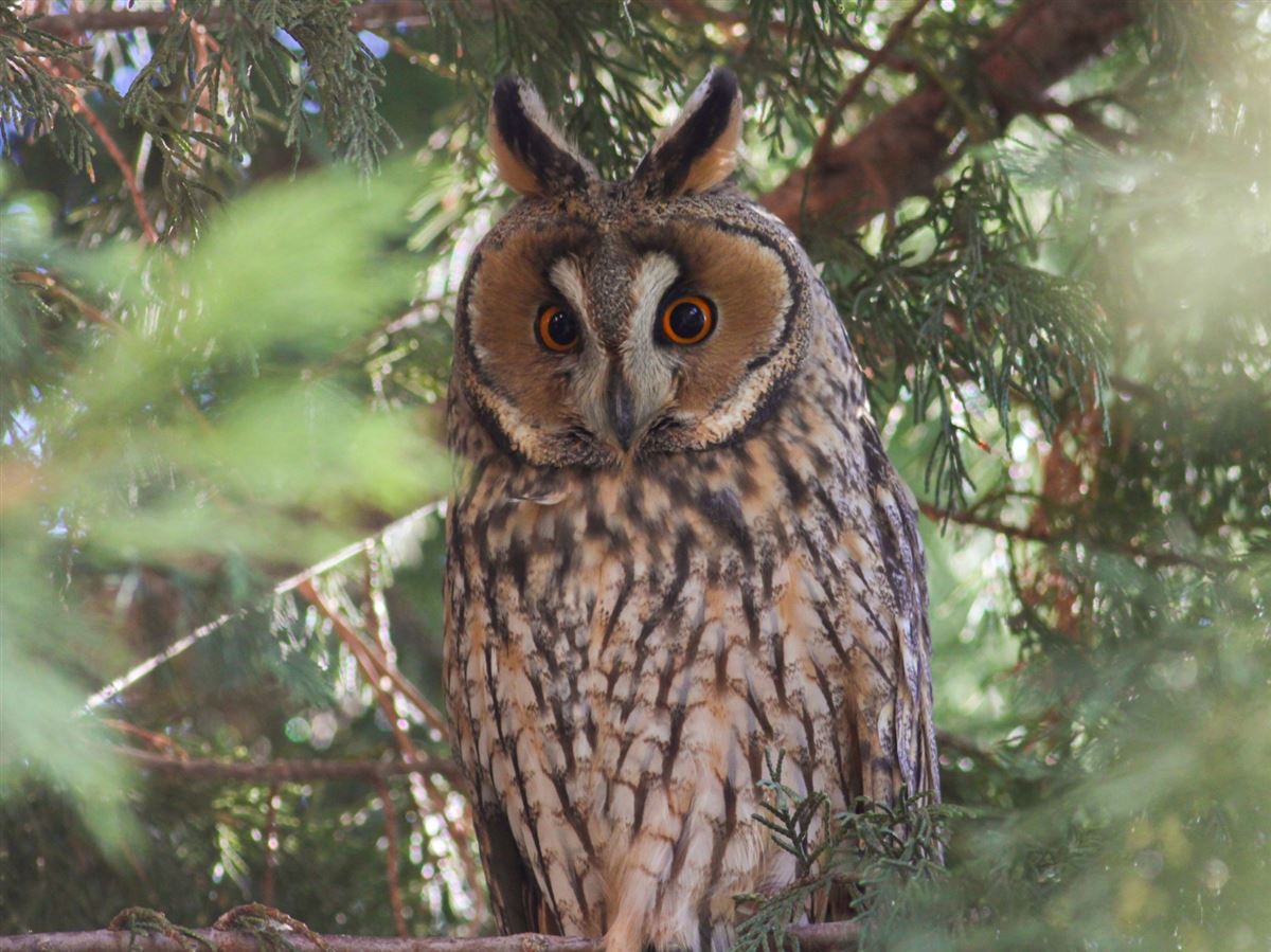 Long-eared Owl