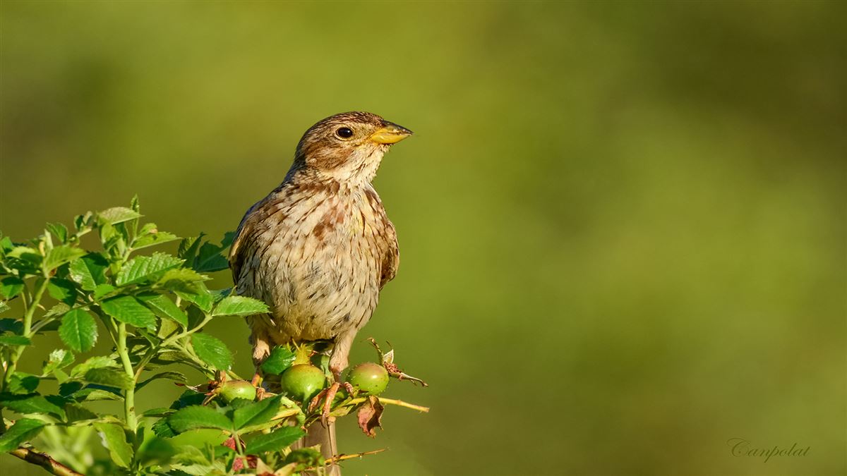 Corn Bunting