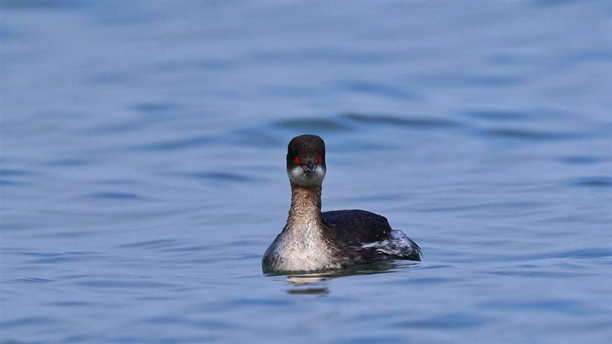 Black-necked Grebe