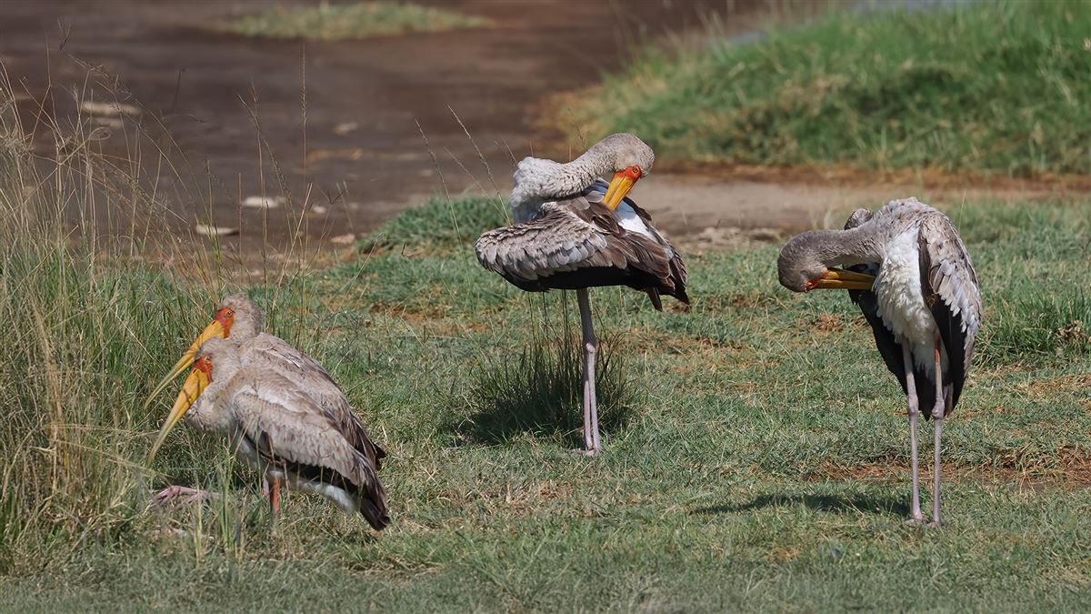 Yellow-billed Stork