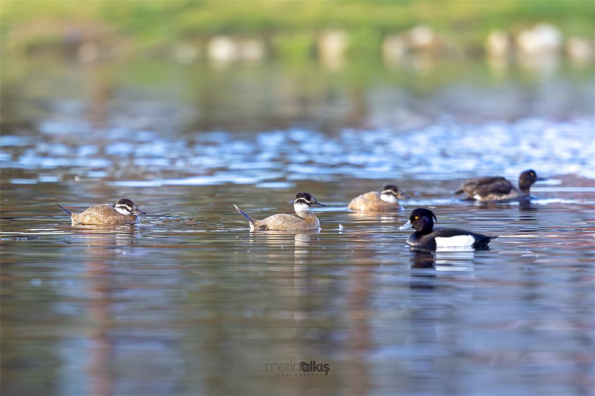 White-headed Duck