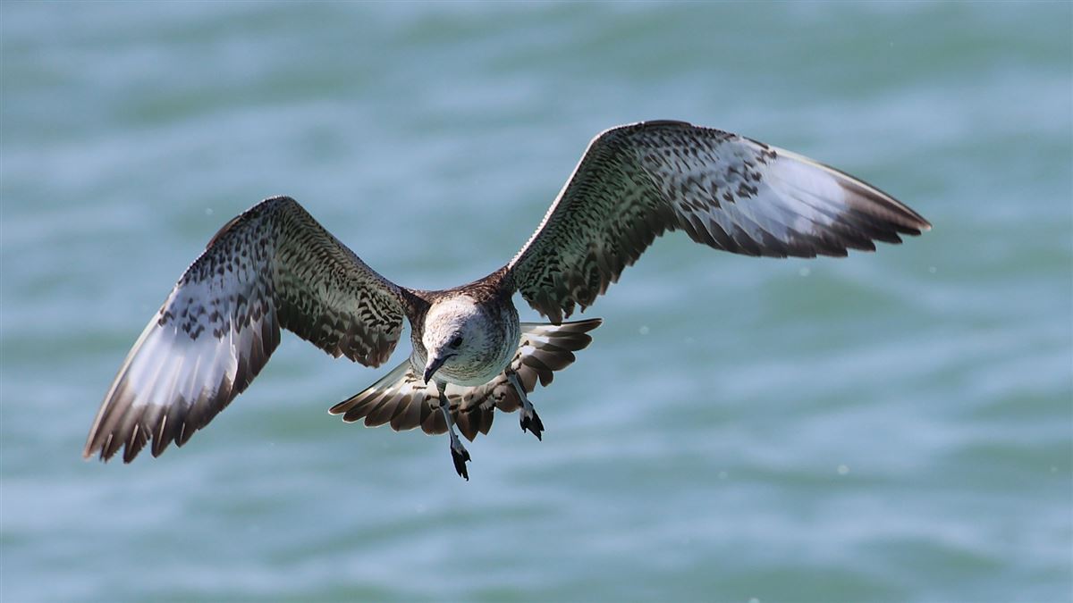 Parasitic Jaeger