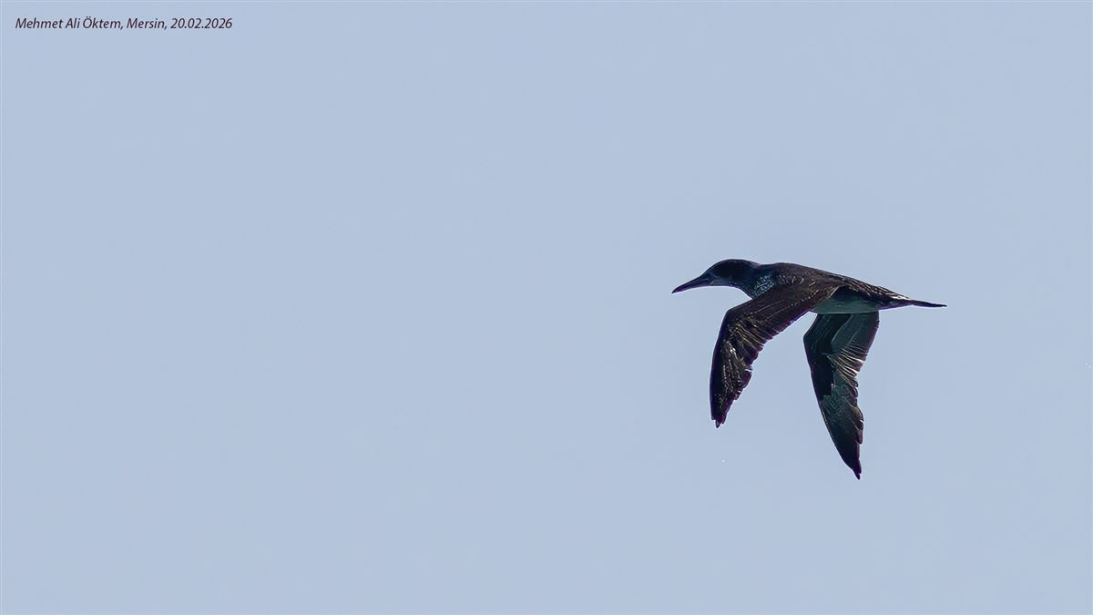 Northern Gannet